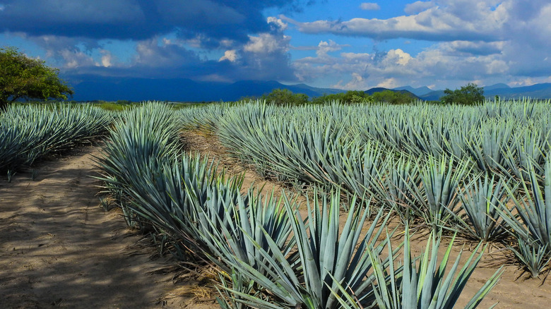 Curved agave lines.