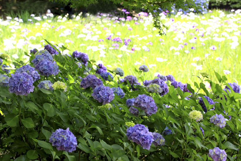 Hydrangeas in Field