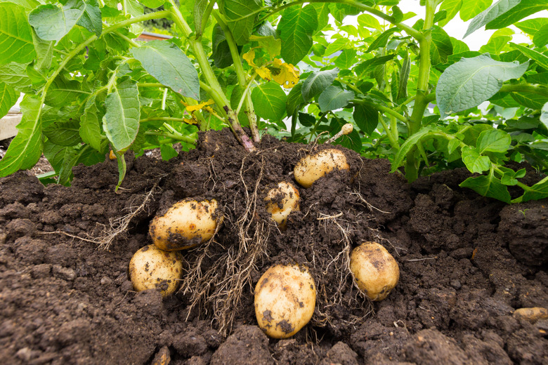 Close up of potatoes being lifted from soil