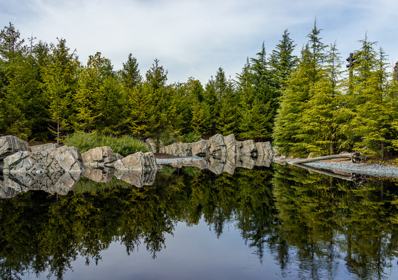 Tree at the lake