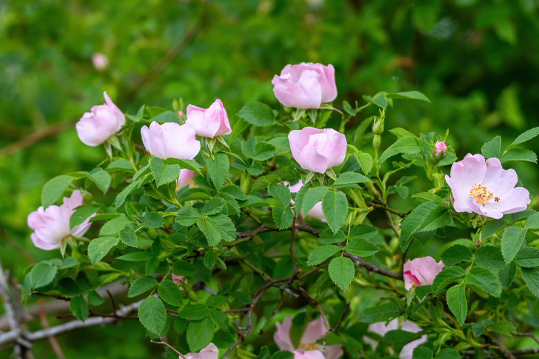 Close up picture from blooming wild rose bush (Rosa canina)