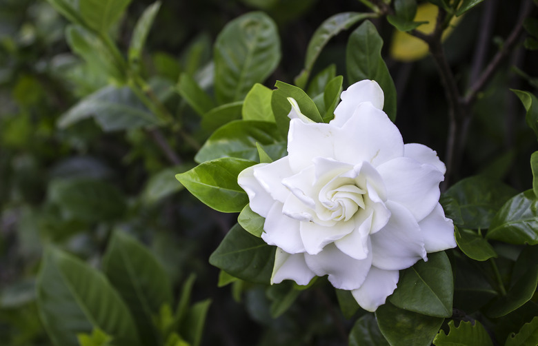 Gardenia jasminoides