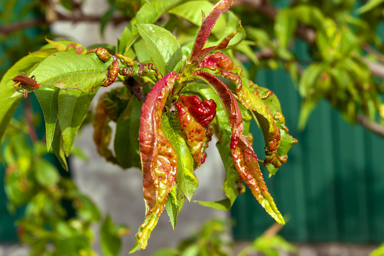 Peach leaf curl. Fungal disease of peaches tree. Taphrina deformans