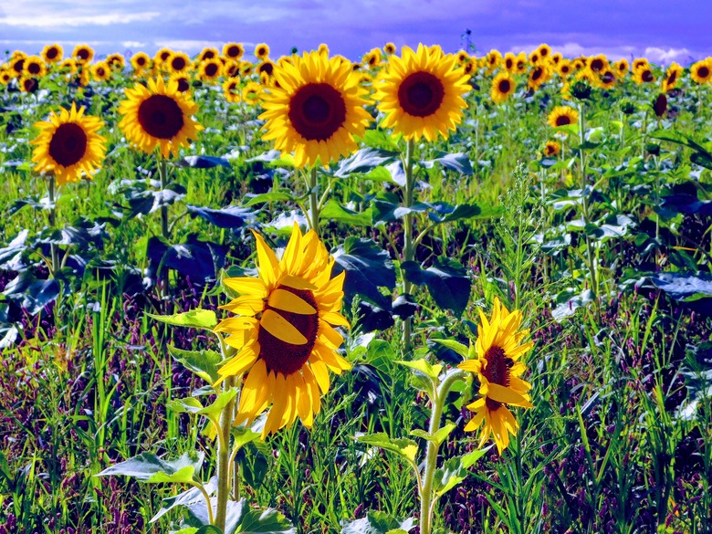 Sunflowers under a cloudy sky