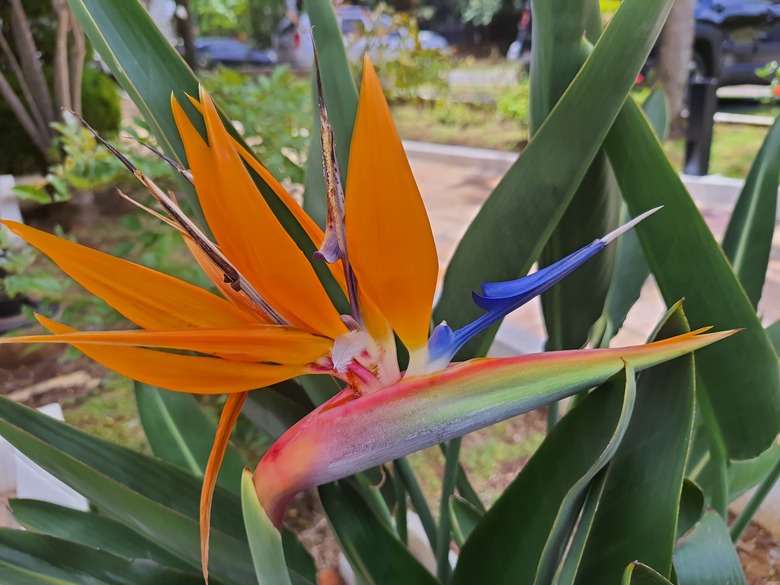 Strelitzia reginae or bird of paradise in a garden.