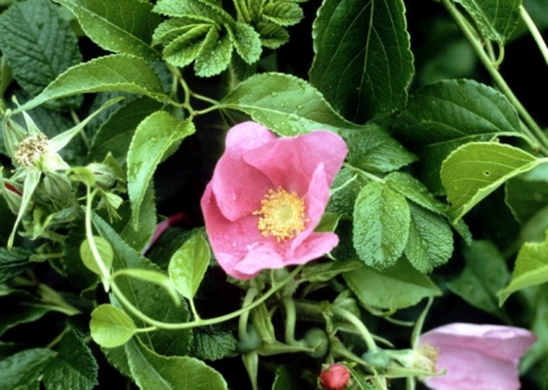 beach roses