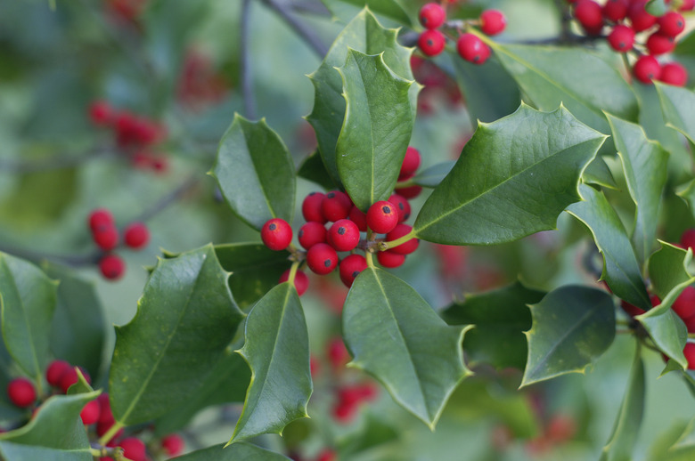 Holly and Berries