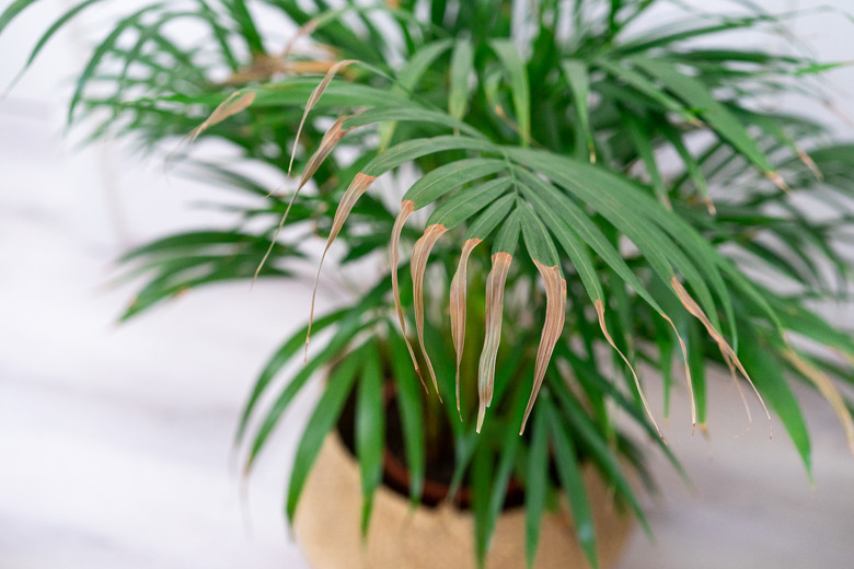 Dried brown leaves on the houseplant