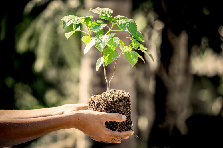 Man hand holding young tree for prepare into soil