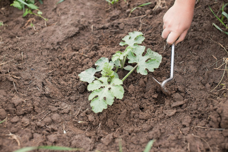 Farmer weeding young watermelon plant