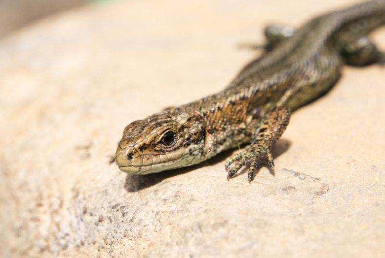 A common lizard, Zootoca vivipara, sunning itself on a garden step in Ambleside, Cumbria, UK.