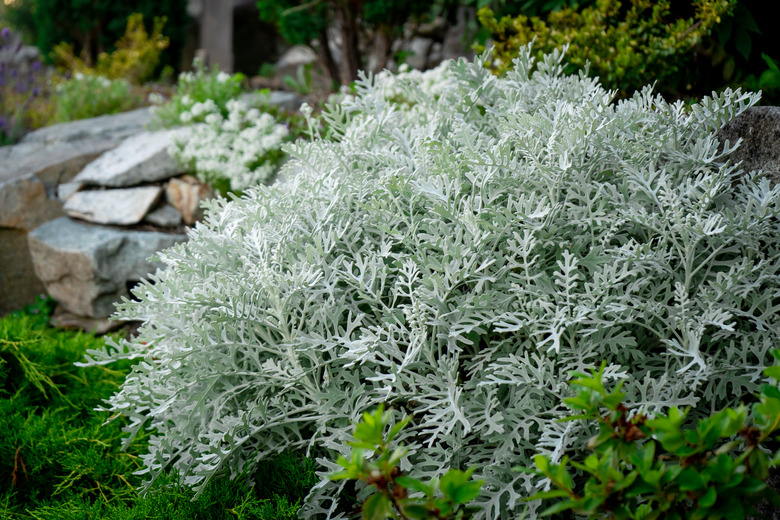 Dusty miller silver ragword plant - silver foliage.plan bush in a cottage garden