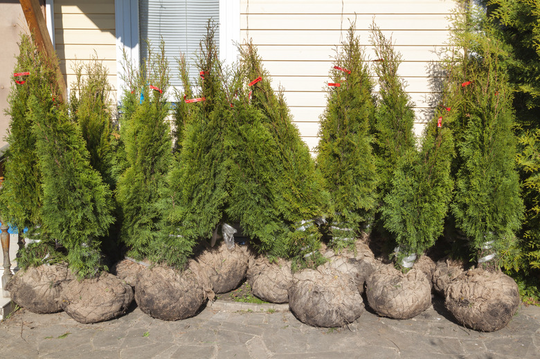 Small Thuja trees ready for outdoor planting.