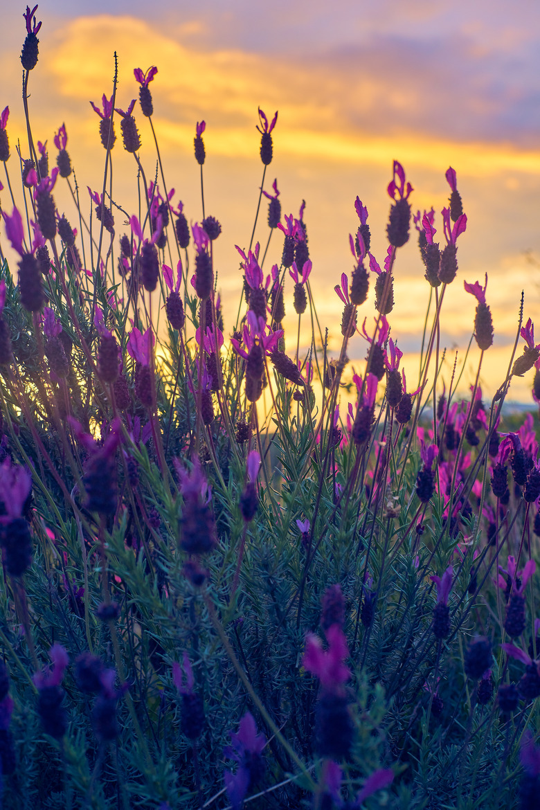 View in the sunset Sunset of Spanish Lavender (stoechas), Spanish Lavender (lavender), Lavandula pedunculata, French Lavender, Butterfly Lavender, Lavandula stoechas