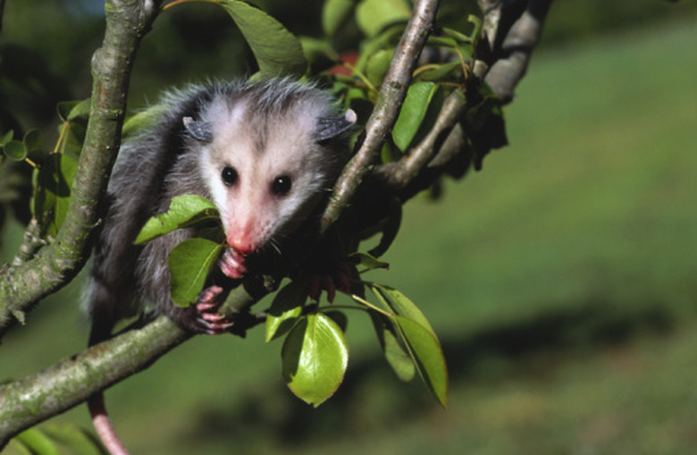 Opossum in a tree.