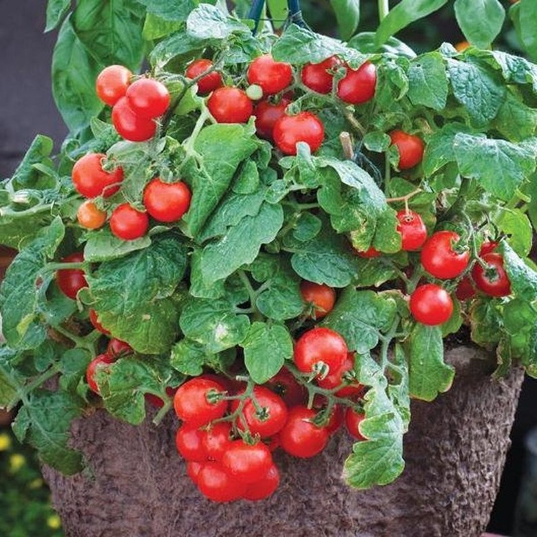 Potted cherry tomatoes.