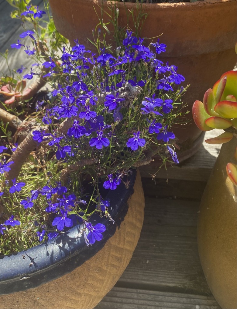 Lobelia in pot.