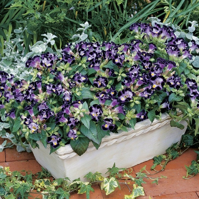 Torenia plant