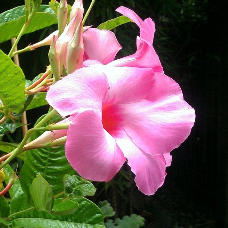 mandevilla