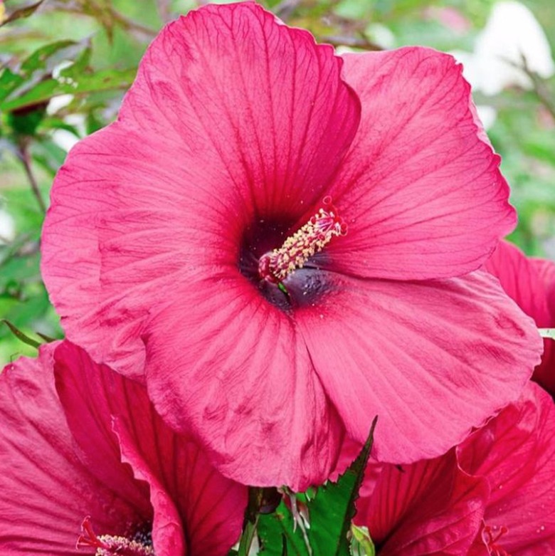 Hibiscus