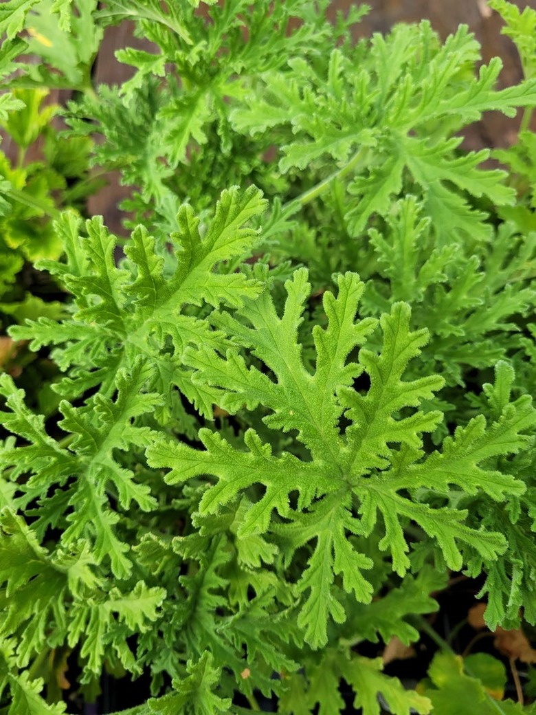 pelargonium plant