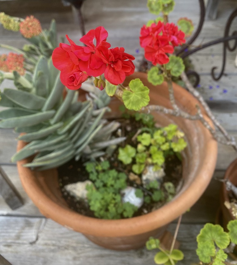 Geranium and succulents.