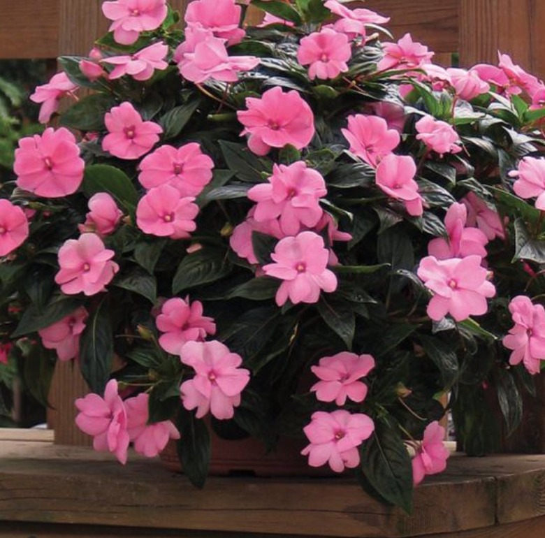 Impatiens