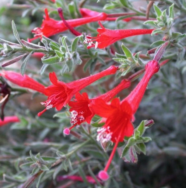 California fuchsia