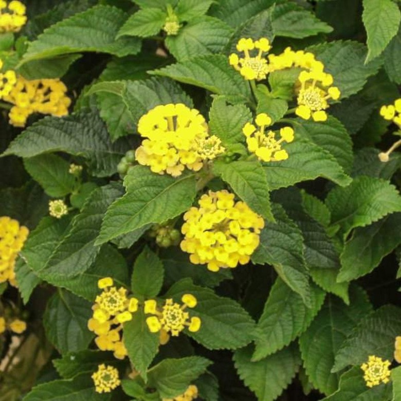 lantana patio plant