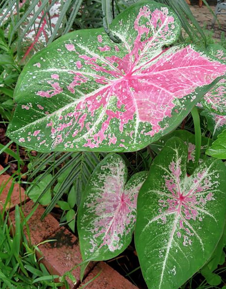 Caladium