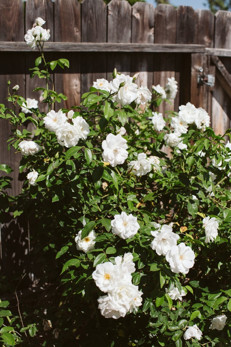 White rose bush and a wood fence