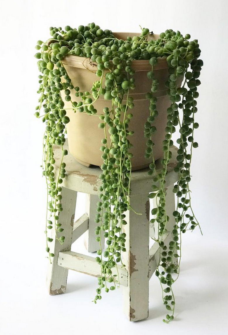 String of Pearls Plant