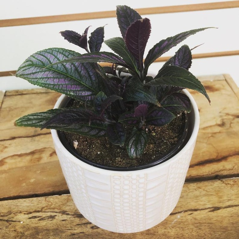 Persian Shield Plant