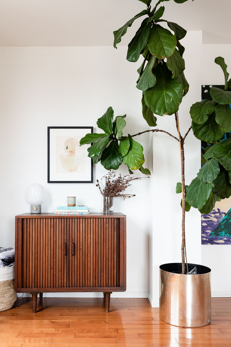 Fiddle-Leaf Fig