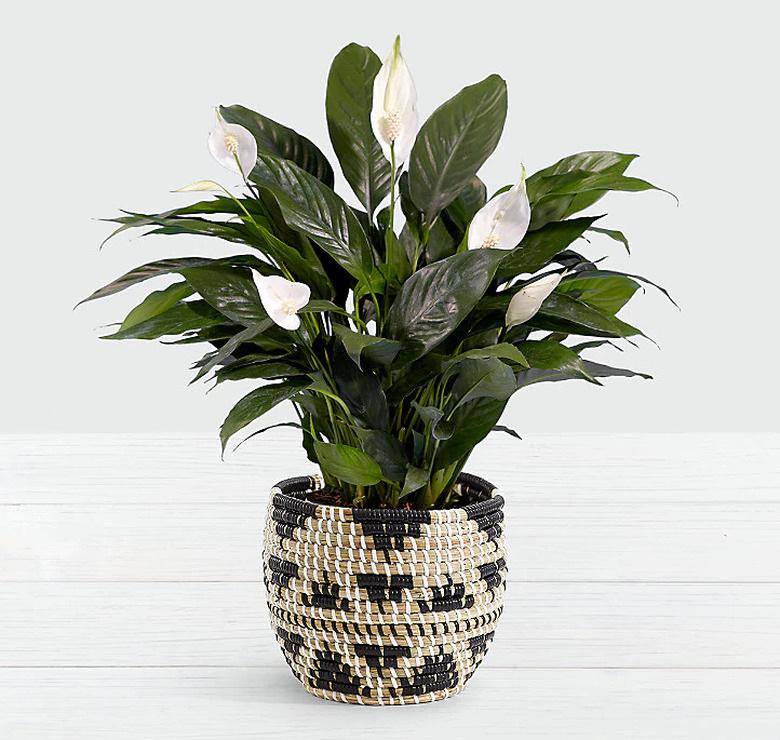 Peace Lily Plant