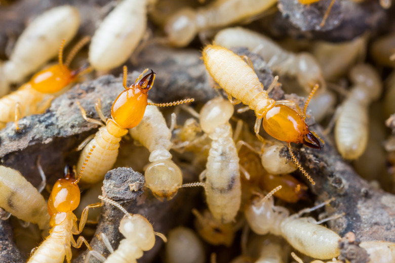 Termites or white ants crawling on wood