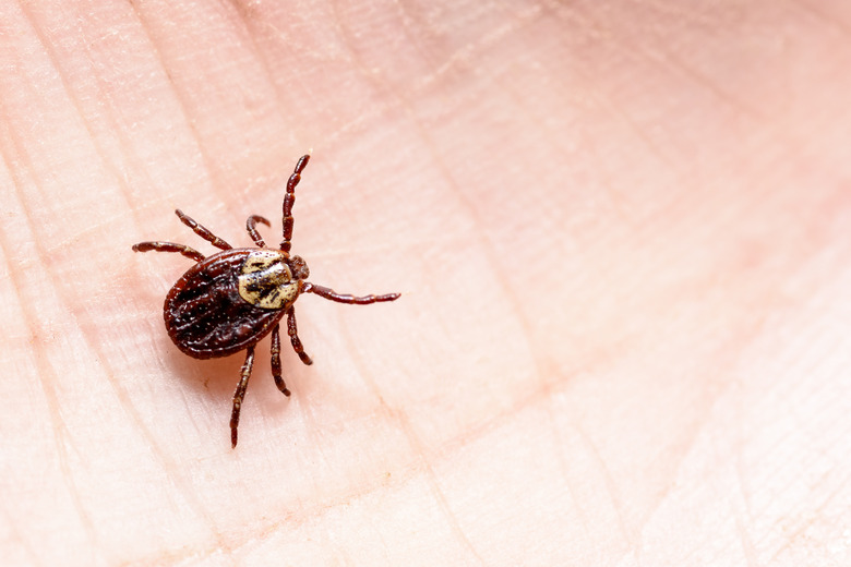 mite encephalitis on human skin