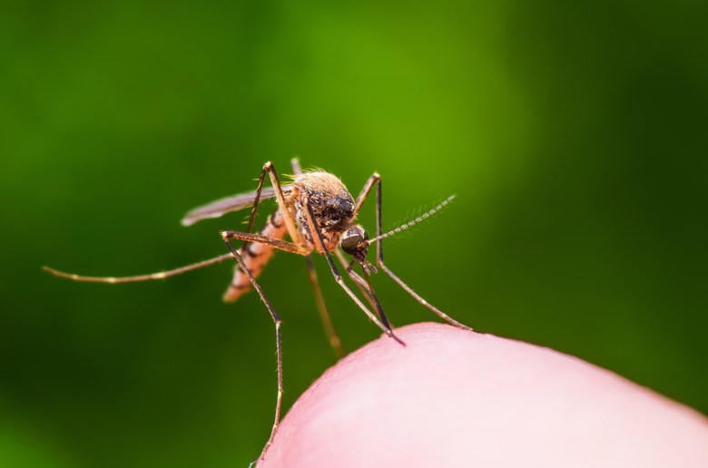 Yellow Fever, Malaria or Zika Virus Infected Mosquito Insect Bite on Green Background