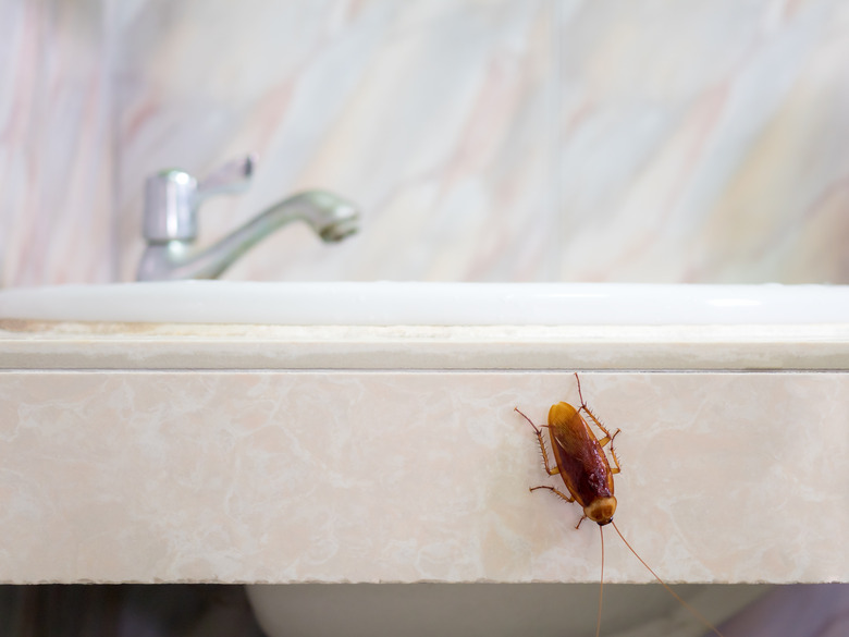 Cockroach in house on background of toilet