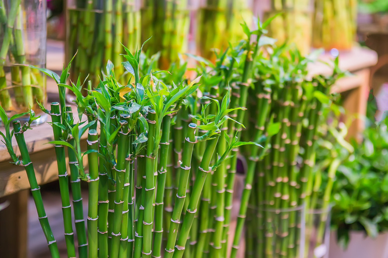 Lucky bamboo plant in the greenhouse