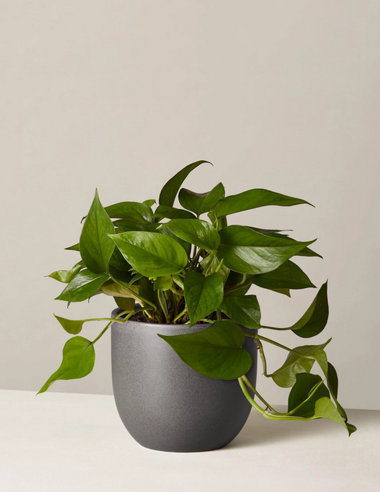 Pothos plant from The Sill