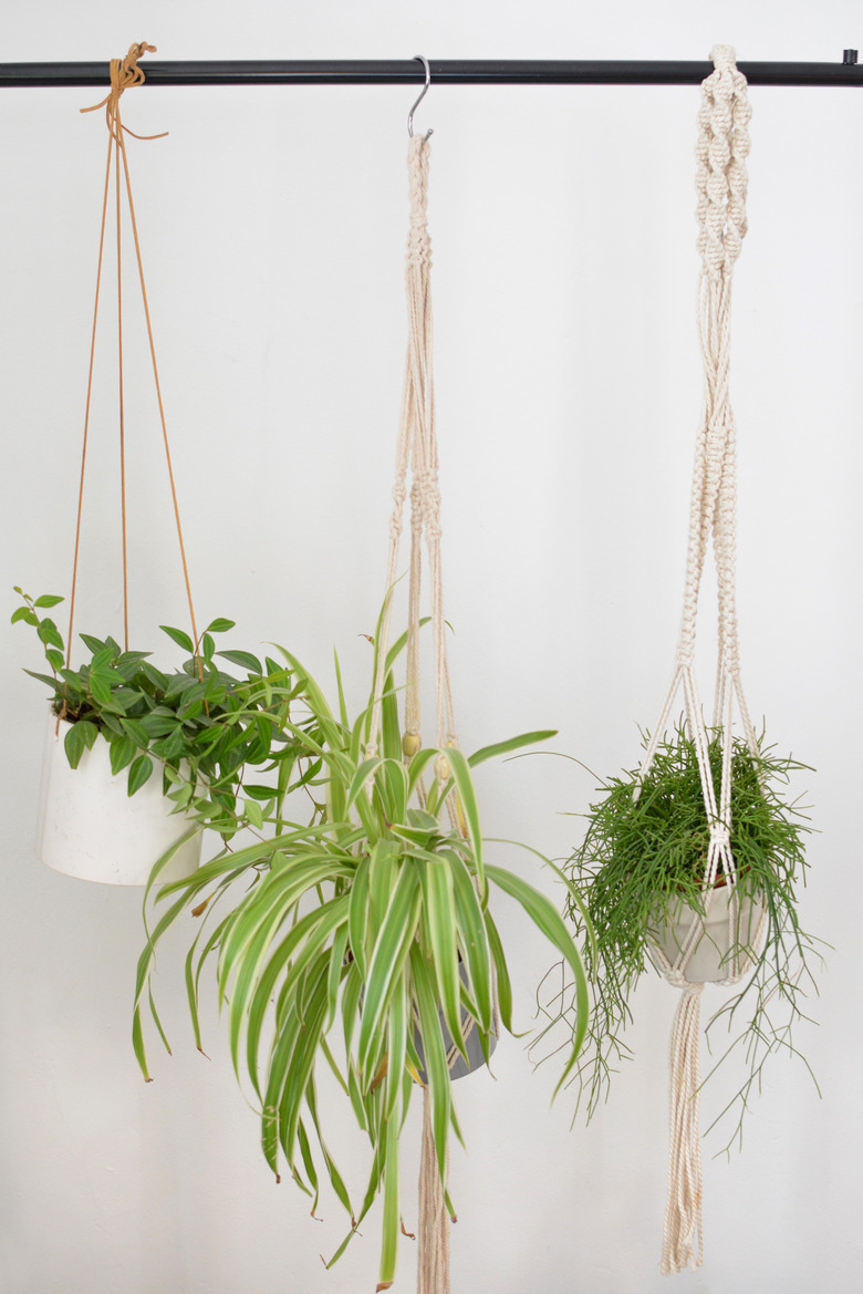 Hanging plants, including a spider plant