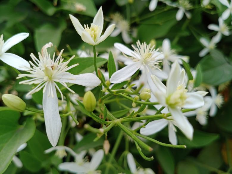 Night blooming jasmine