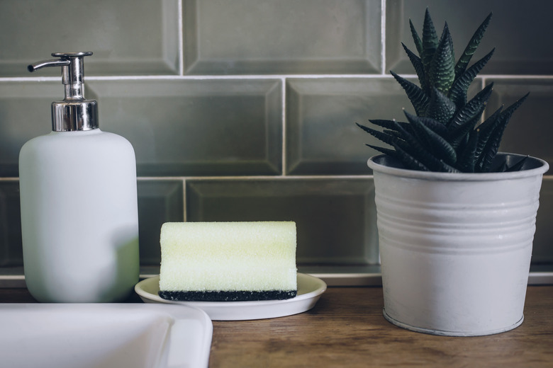 Succulent plant next to kitchen sink and sponge