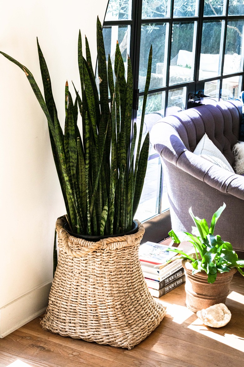 Snake plant in living room