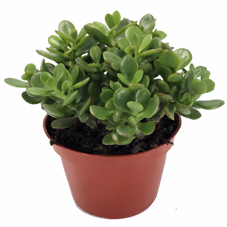 Jade Plant