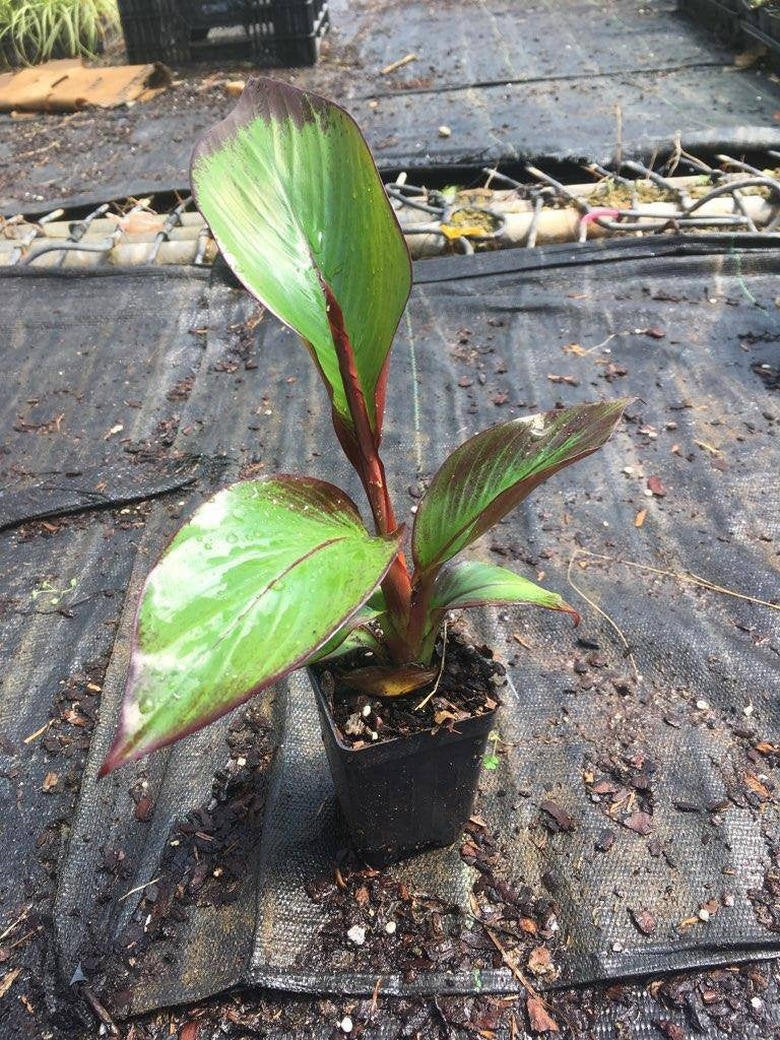 Abyssinian banana (Ensete ventricosum 'Maurellii')