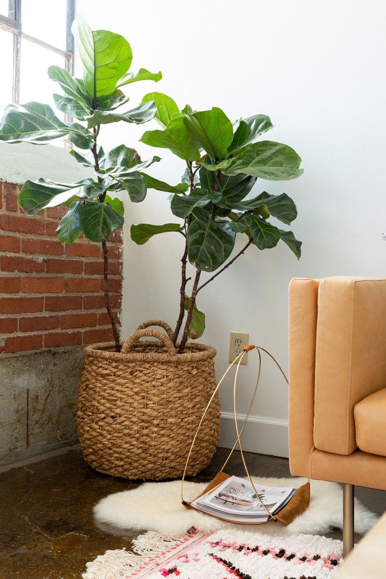 Fiddle-leaf fig