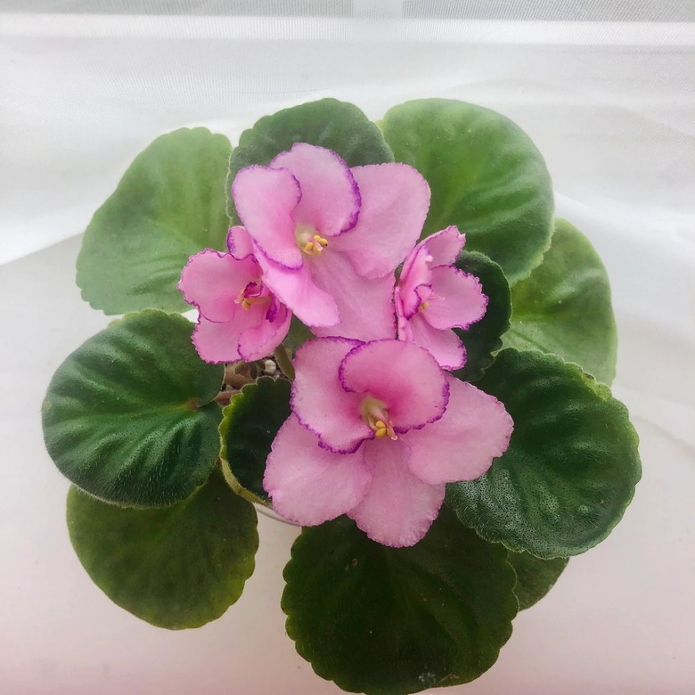 African Violet