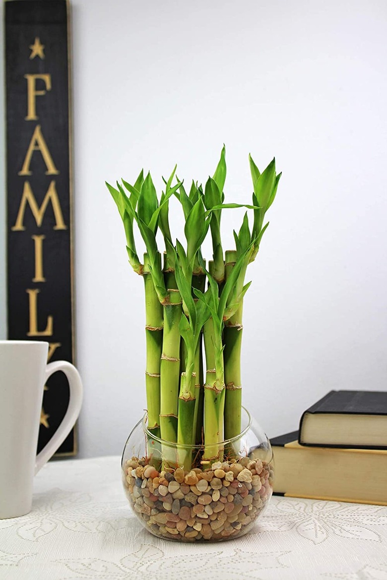 lucky bamboo plants